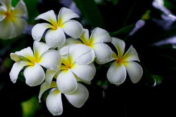 bunch of plumeria flowers on tree and they wet and fresh because after the rain. Background is blurry dark green leaves.