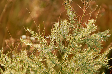 Branches of asparagus officinalis in morning dew in rays of sun