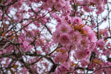Japanese Cherry (Prunus serrulata), Queen's University, Belfast, Northern Ireland, UK