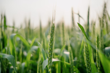 wheat in farm