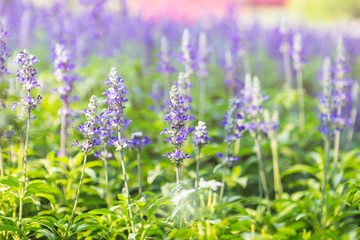 Blue salvia flower garden, outdoor day light, nature concept background, spring or summer season