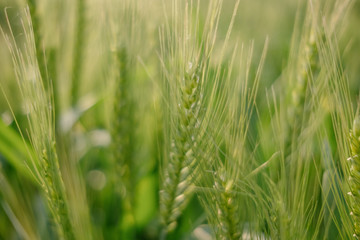 wheat in farm