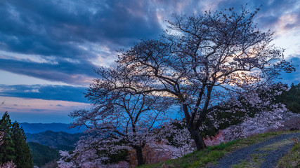 Obraz premium 夕暮れの山桜