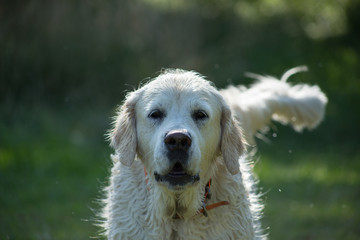 pies rasy Golden retriver, zielone tło, Polska © Grzegorz