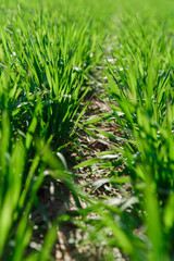 green grass grows on a field in spring