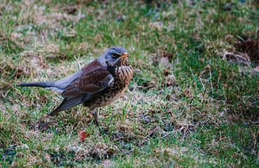 Kwiczoł, Turdus pilaris, średniej wielkości ptak wędrowny z rodziny drozdowatych