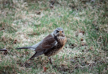 Kwiczoł, Turdus pilaris, średniej wielkości ptak wędrowny z rodziny drozdowatych