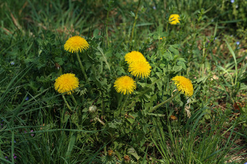 Bright flowers dandelions on background of green spring meadows