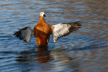 spread wings duck on the water