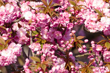 Japanese cherry tree with pink blossoms, closeup