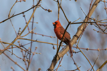 Male northern cardinal (Cardinalis cardinalis) singing in spring