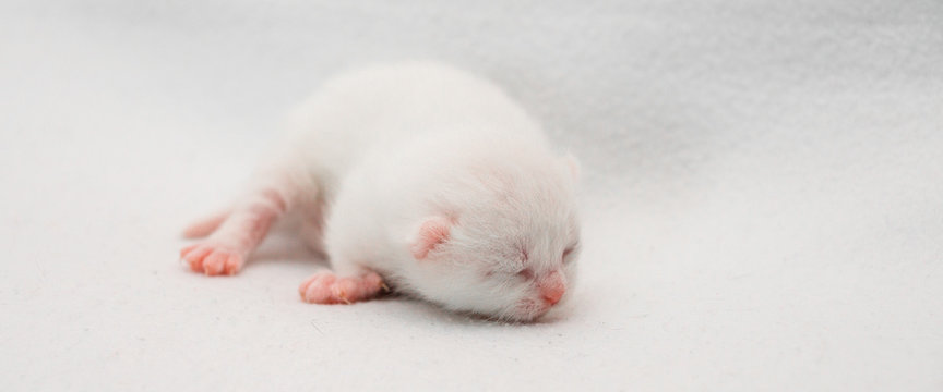 Close-Up Of Newborn Cat Sleeping On White Background