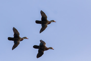 wood ducks in early spring