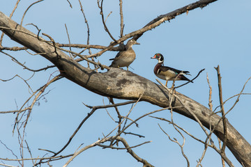 wood ducks in early spring