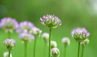 purple allium lucy ball flower blooming in spring