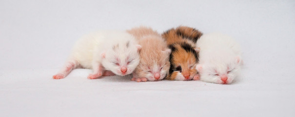 Newborn kitten on white background
