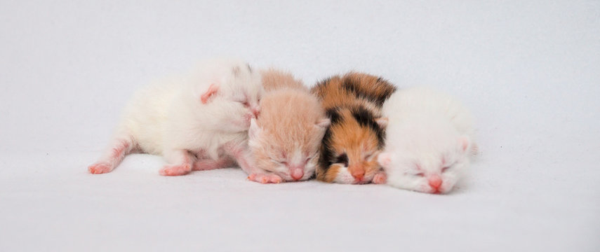 Newborn Kitten On White Background