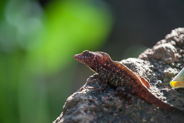 Bahama-Anolis, Anolis sagrei, Norops sagrei