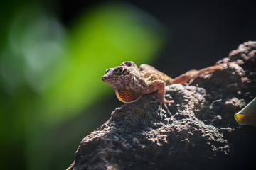 Bahama-Anolis, Anolis sagrei, Norops sagrei