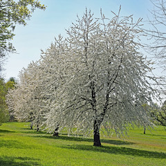 Obraz premium Drei Obstbäume