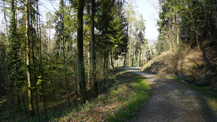 Waldweg