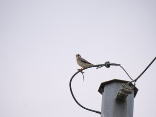 American Kestrel