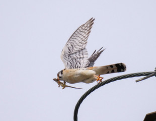 American Kestrel