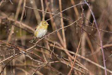 Female American goldfinch (Spinus tristis)