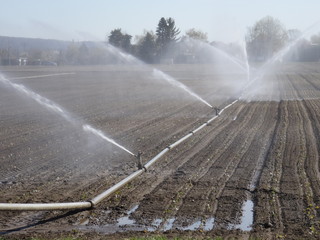 Bewässerung auf dem Feld