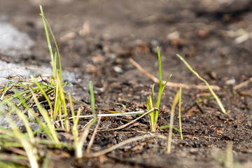 sprouts of grass in the ground