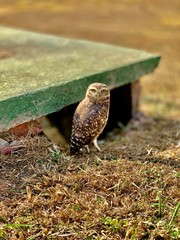 Coruja no ninho Urbano