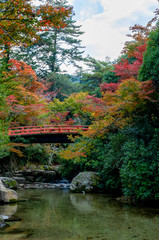 Fototapeta na wymiar Red bridge during autumn. Autumn colors of Momiji-dani park on Itsukushima (Miyajima) Island in Japan. 