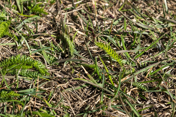 green grass young green leaf