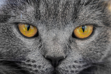 grey british cat face with orange eyes in detail