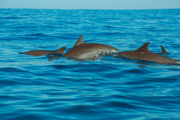 Fototapeta premium Delfin Mazunte Oaxaca