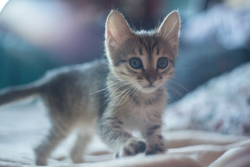 Little cute brown kitten is sitting on the bed. Little Short hair cat on the bed. Back light