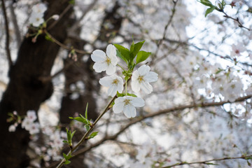 桜　Cherry Blossoms