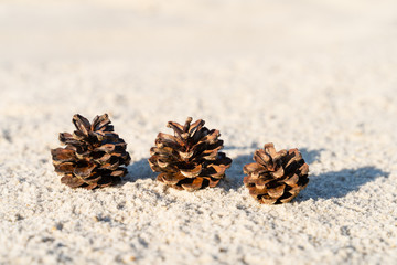 Pine cones in the sand in a natural environment.
