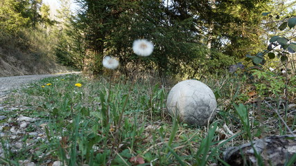 Pusteblume und Ball am Feldweg