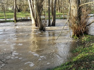 Arbre ayant les pieds dans l'eau à cause d'une crue