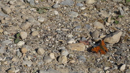 Schmetterling auf Waldweg