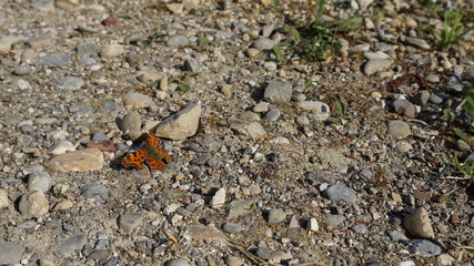 Schmetterling auf Feldweg