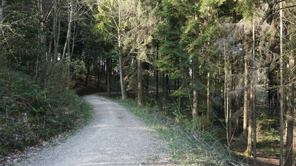 Waldweg