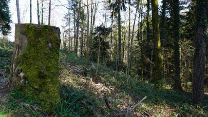 Baumstumpf im Wald
