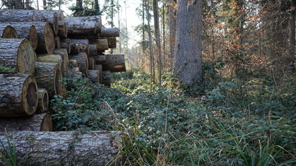 Baumst&auml;mme auf Haufen
