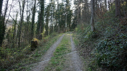 Weg im Wald