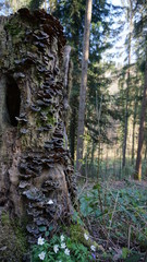 Baumstumpf mit Pilzen