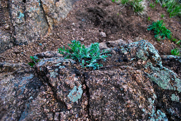 Plants from mountain tundra (grass, stems, .moss).Russia. Macro.