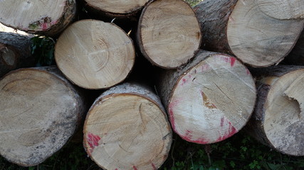 Baumst&auml;mme auf Haufen