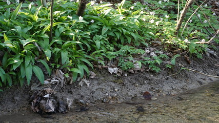 Bärlauch am Bach